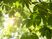  Lorem ipsum dolor sit amet  