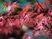  Lorem ipsum dolor sit amet  