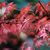  Lorem ipsum dolor sit amet  