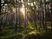  Lorem ipsum dolor sit amet  
