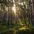  Lorem ipsum dolor sit amet  